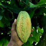 Green cacao pod held by a hand against lush foliage, perfect for farm and produce themes.