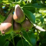 Ripe pears hanging on a pear tree in Schenna, Italy under bright sunlight.