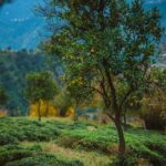 Vibrant orchard featuring fruit trees amidst lush greenery with mountains in the background.